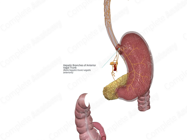 Hepatic Branches of Anterior Vagal Trunk