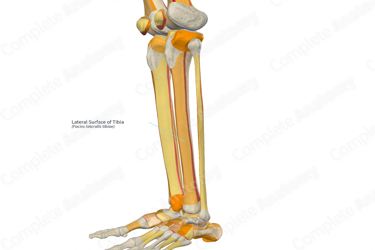 返品不可】 Marceloさん専用骨格筋の形と触察法 = Anatomy and Surfa 