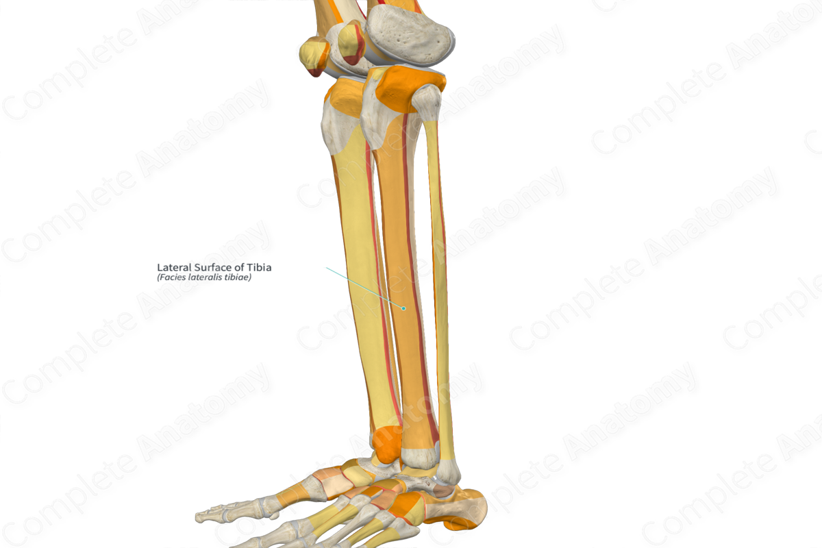 Lateral Surface of Tibia