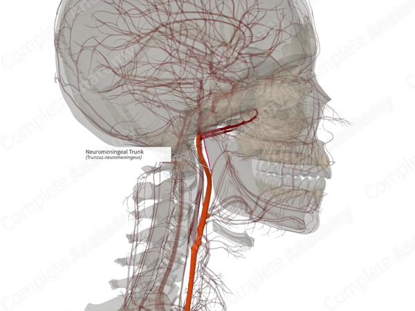 Neuromeningeal Trunk (Right)