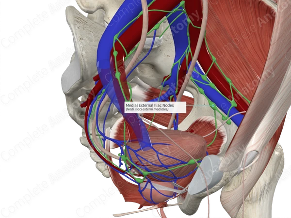 Medial External Iliac Nodes (Left)