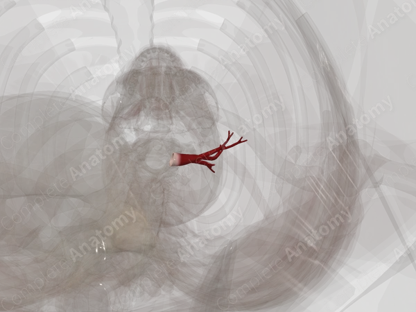 Pulmonary Veins of Superior Lobe of Left Lung