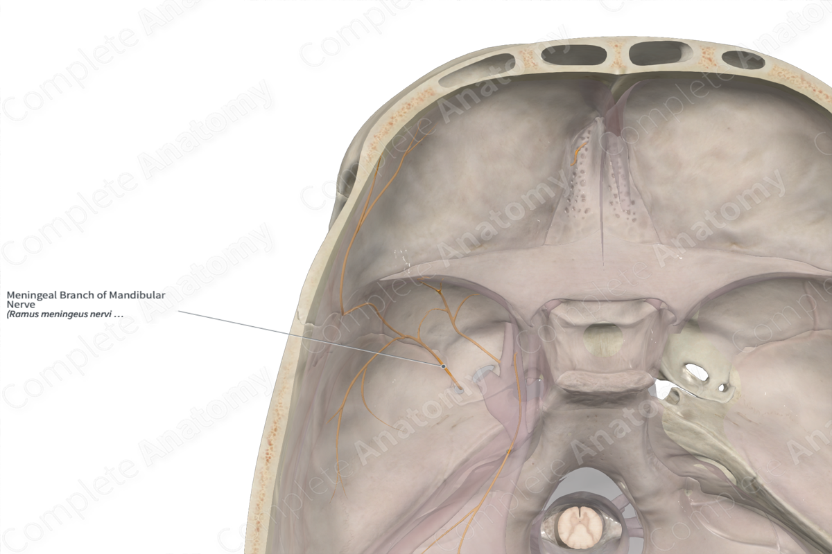 Meningeal Branch of Mandibular Nerve 