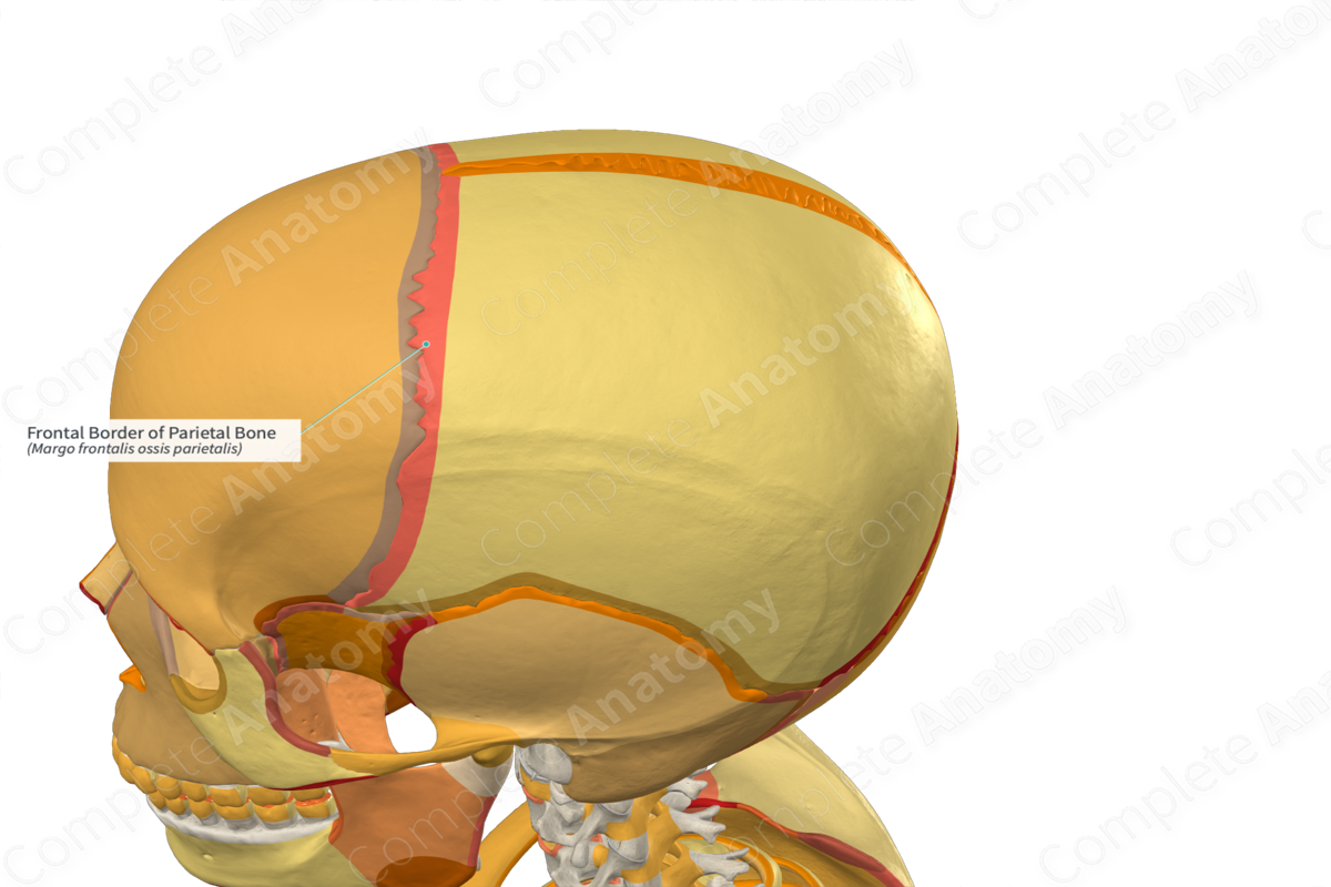 Frontal Border of Parietal Bone