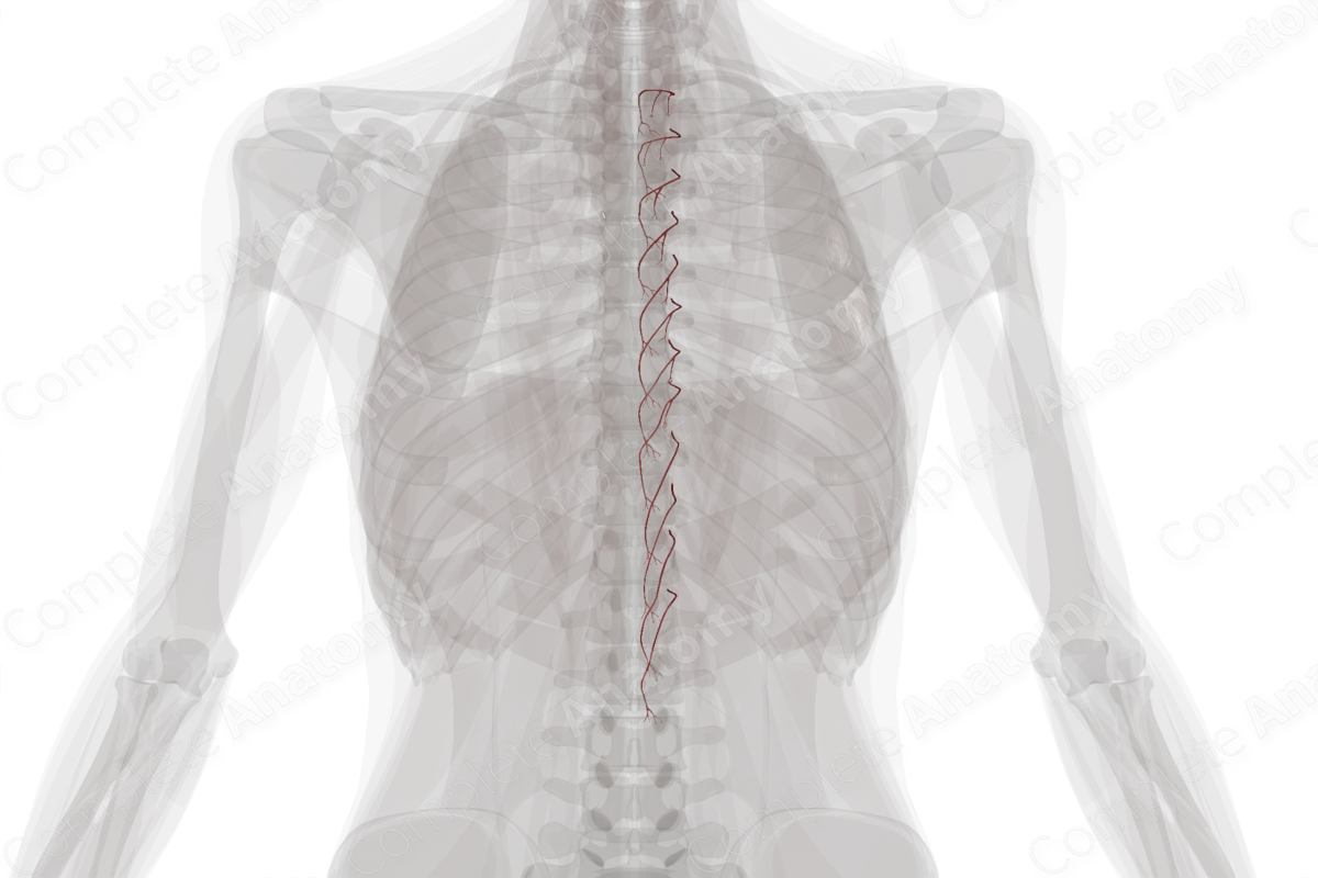 Medial Dorsal Cutaneous Branches of Posterior Intercostal Arteries (Left)