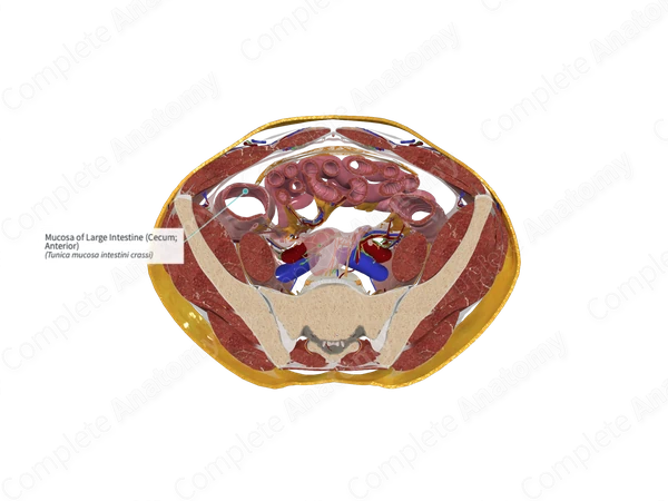Mucosa of Large Intestine (Cecum; Anterior)