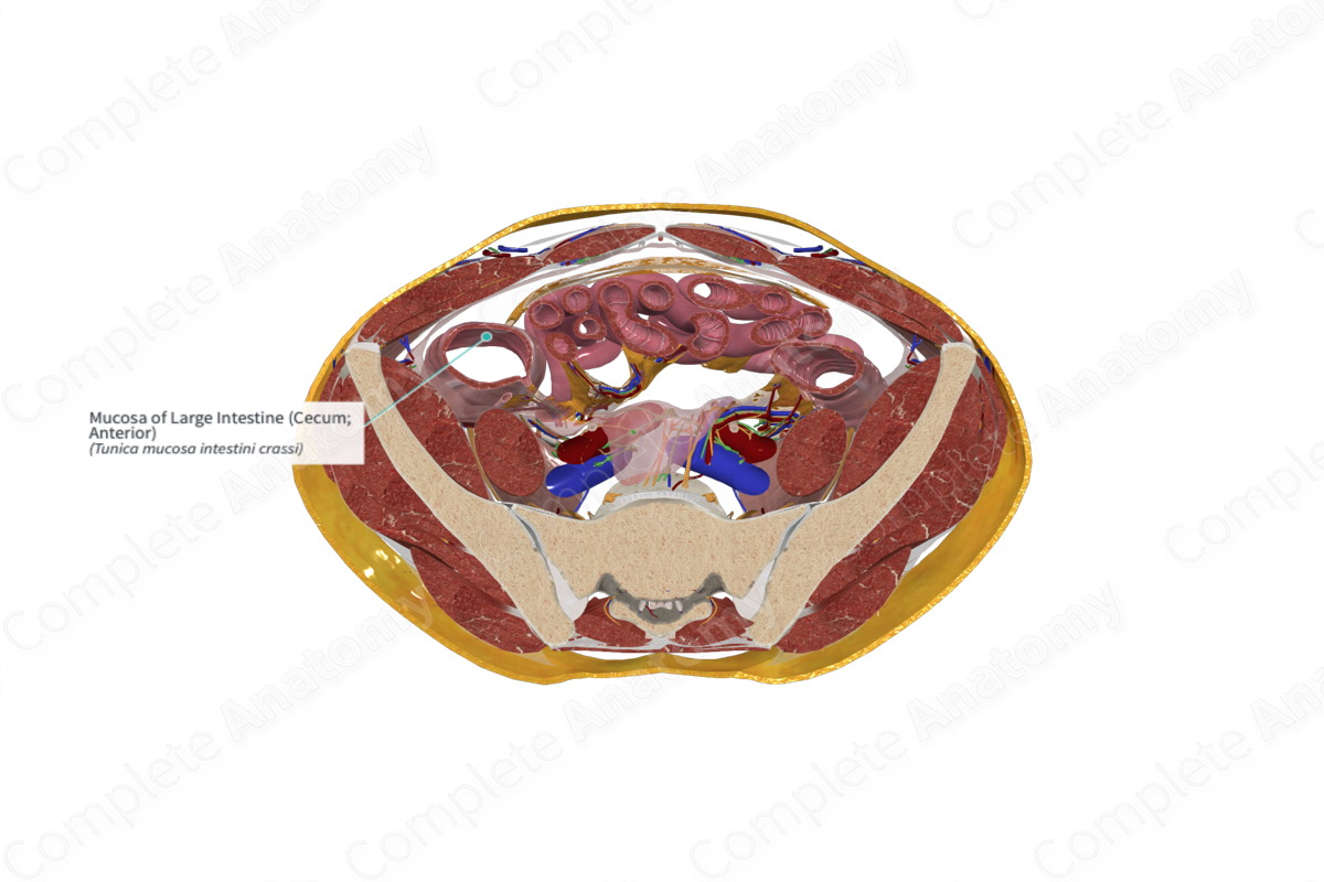 Mucosa of Large Intestine (Cecum; Anterior)