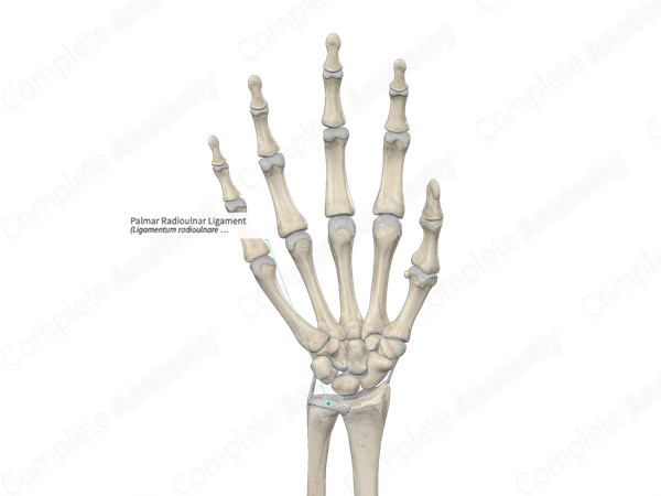 Palmar Radioulnar Ligament