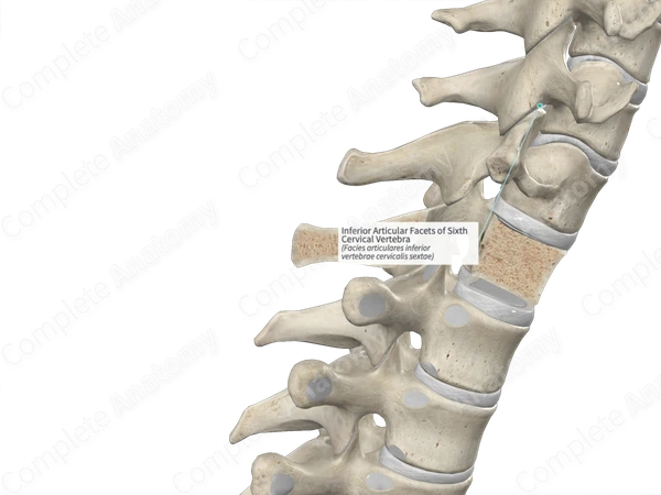 Inferior Articular Facets of Sixth Cervical Vertebra