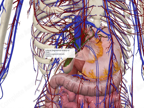 Lateral Segmental Artery of Liver