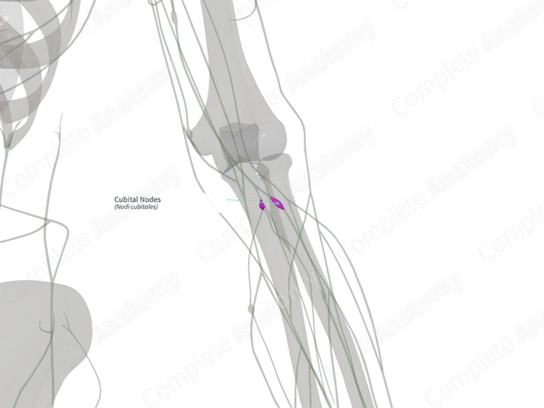 Cubital Nodes (Right)