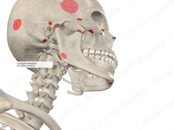 Condylion Mediale (Left)
