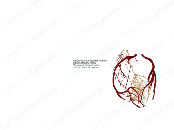 Atrioventricular Nodal Branch of Right Coronary Artery