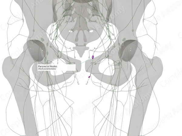 Pararectal Nodes (Left)