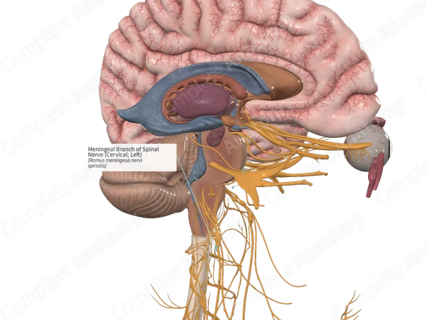 Meningeal Branch of Spinal Nerve (Cervical; Left)