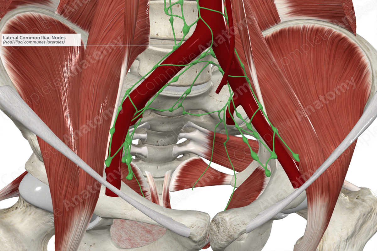 Lateral Common Iliac Nodes 