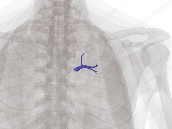 Pulmonary Arteries of Superior Lobe of Right Lung