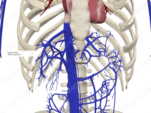 Cystic Veins