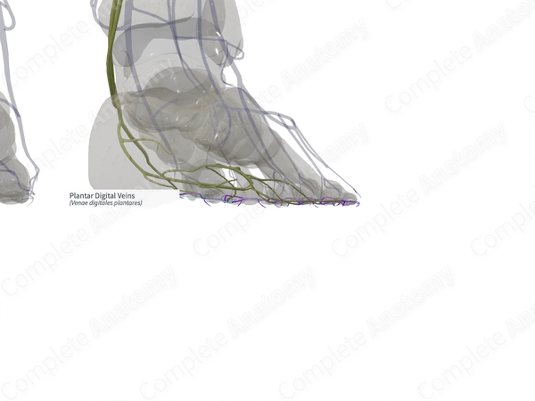 Plantar Digital Veins (Right)