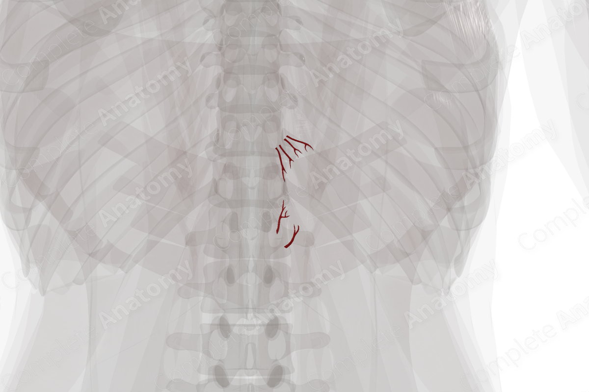 Arteries of Suprarenal Gland (Left)