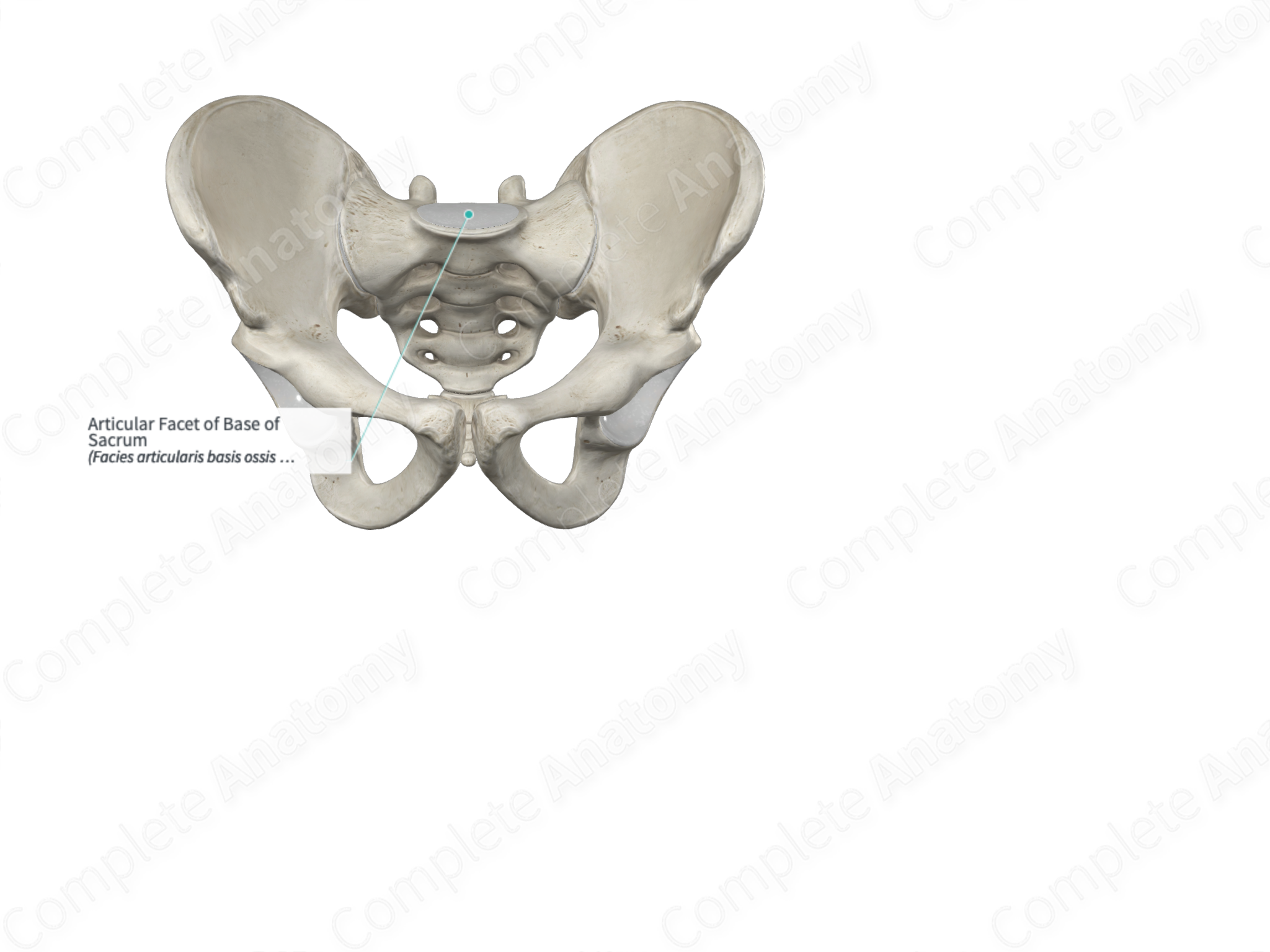 Articular Facet of Base of Sacrum | Complete Anatomy