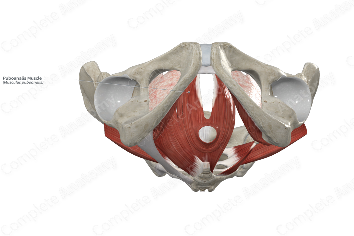 Puboanalis Muscle | Complete Anatomy