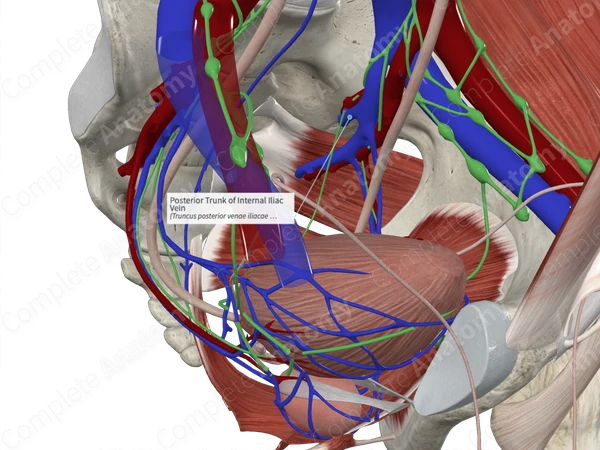 Posterior Trunk of Internal Iliac Vein