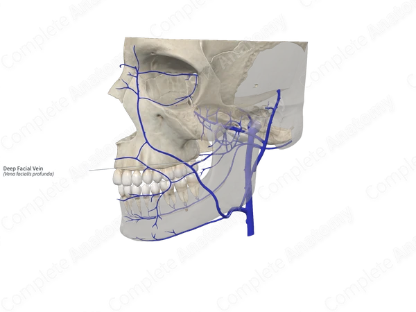 Deep Facial Vein 