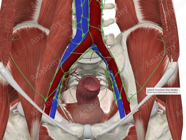 Lateral Common Iliac Nodes