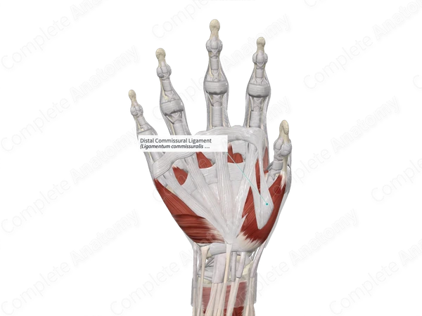 Distal Commissural Ligament