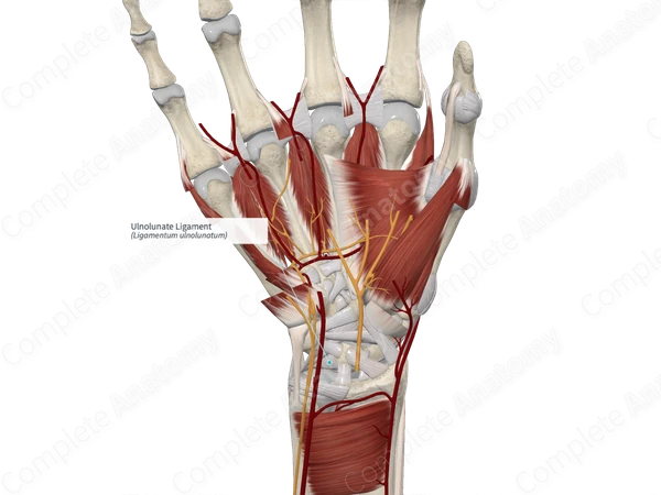 Ulnolunate Ligament 