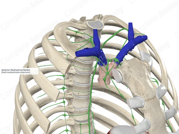 Anterior Mediastinal Nodes