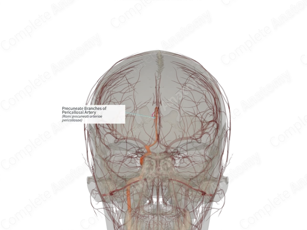 Precuneate Branches of Pericallosal Artery (Right)