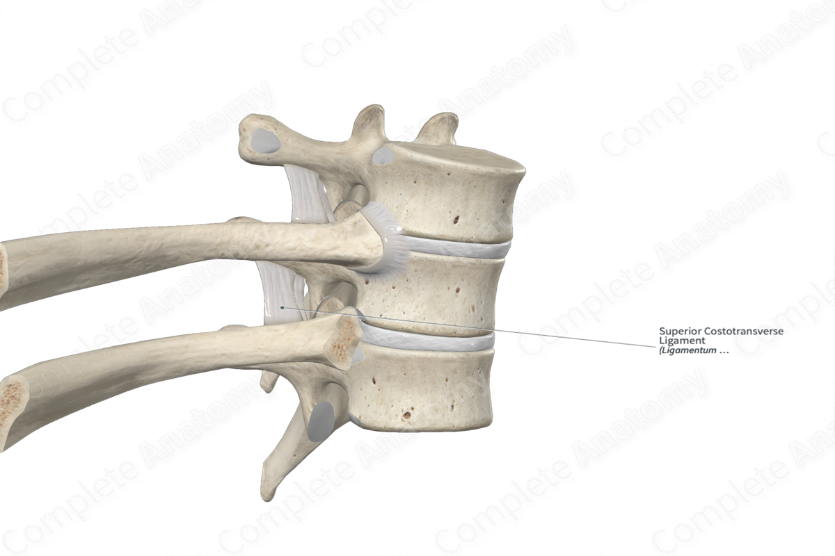 Superior Costotransverse Ligament 