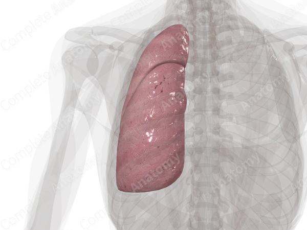 Left Lung