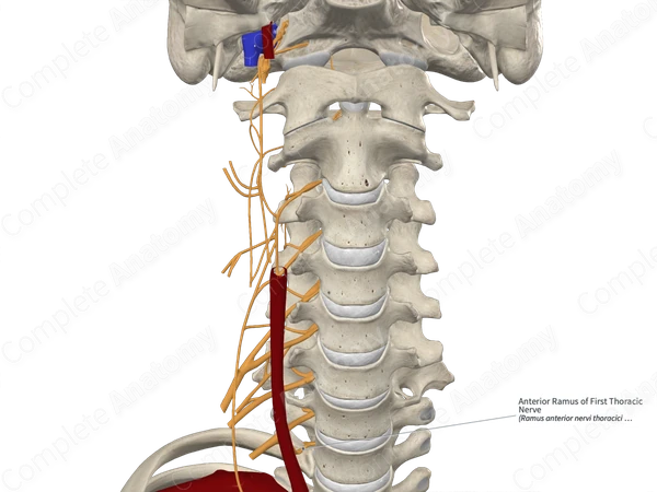 Anterior Ramus of First Thoracic Nerve 
