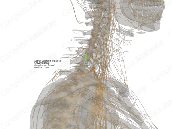 Spinal Ganglion of Eighth Cervical Nerve (Left)