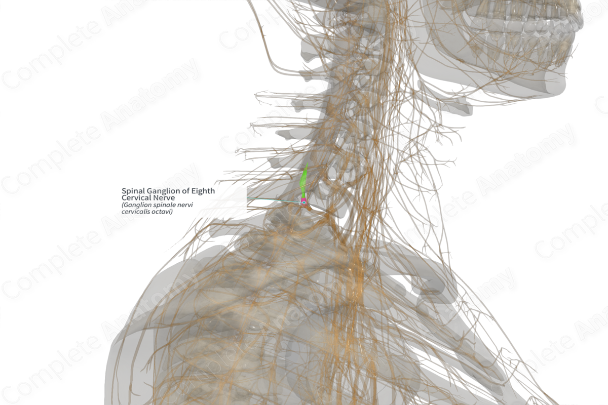 Spinal Ganglion of Eighth Cervical Nerve (Left)