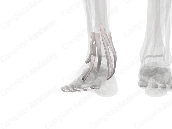 Tendon Sheaths of Lower Limb (Left)