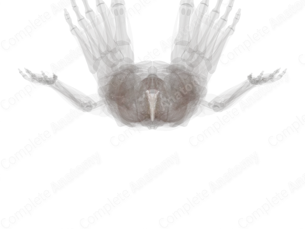 Anterior Longitudinal Ligament