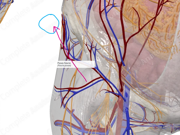 Psoas Fascia 