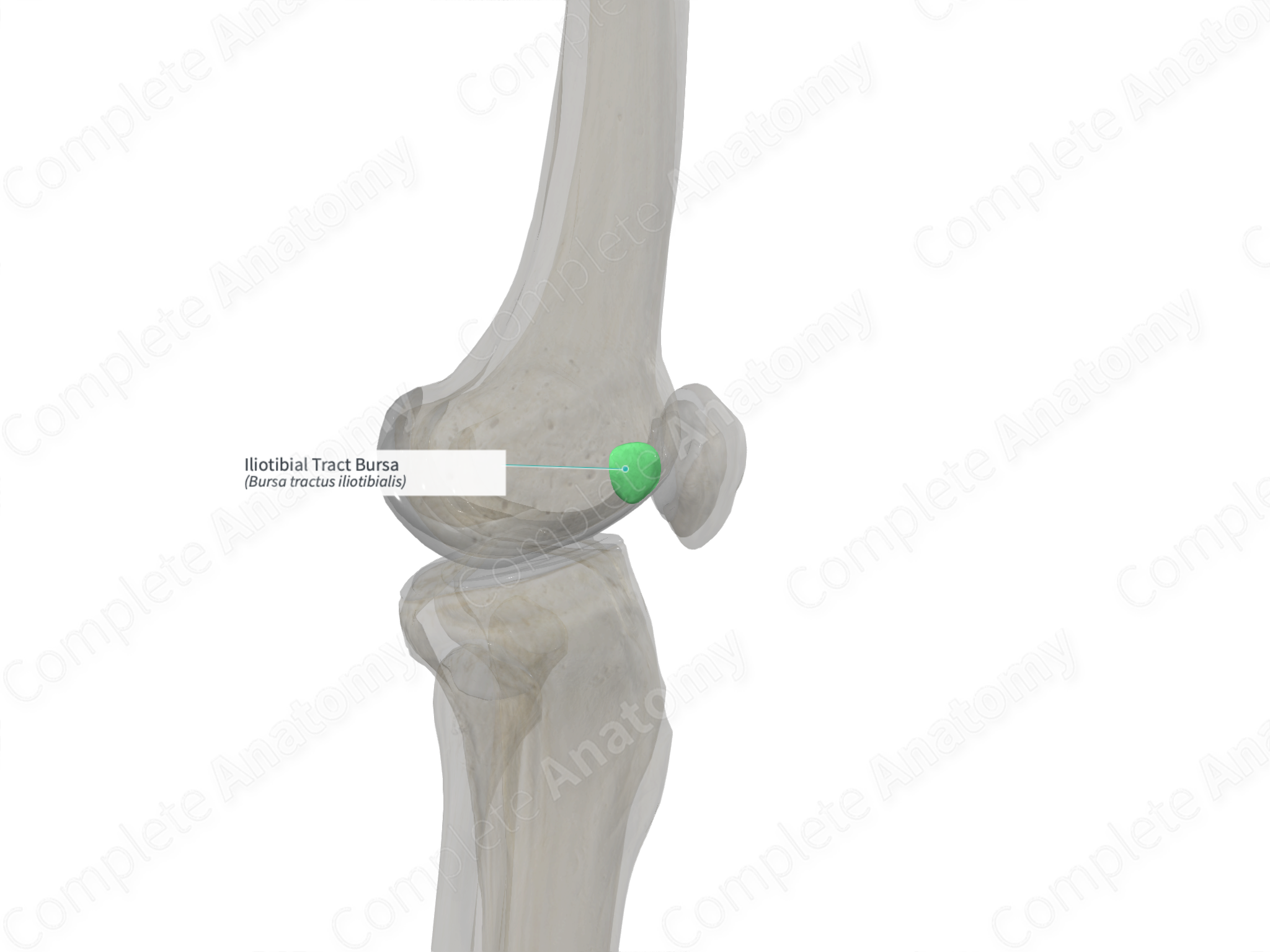 Iliotibial Tract Bursa (Left) | Complete Anatomy