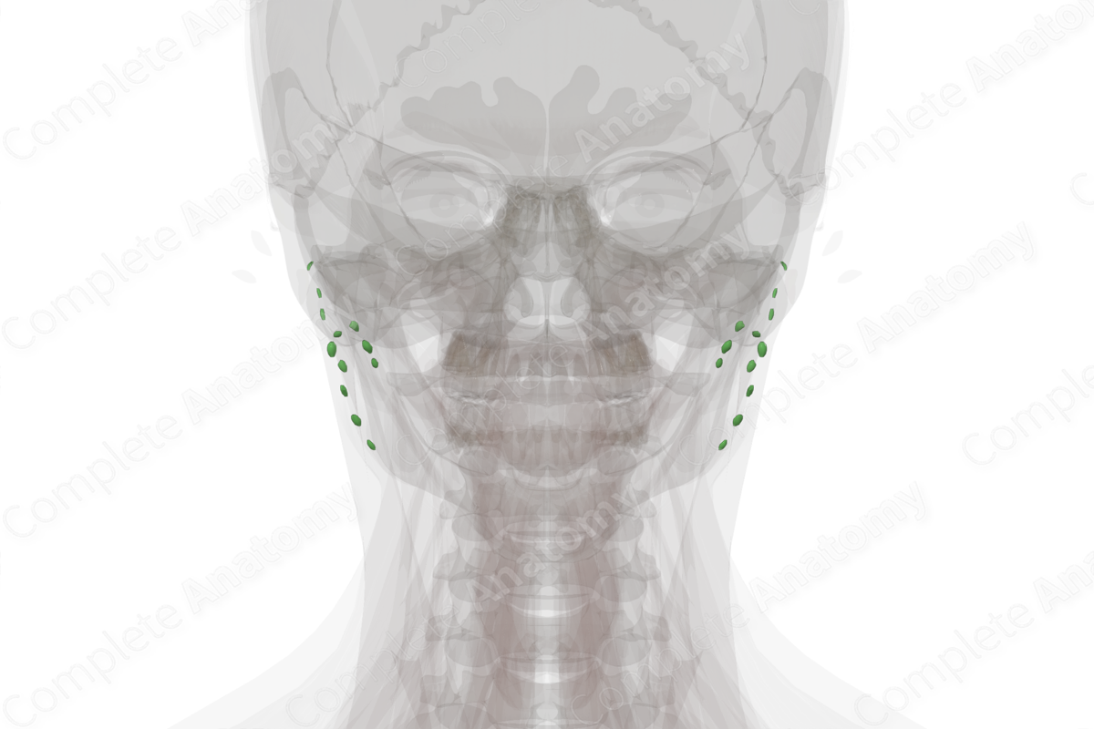 Parotid Nodes