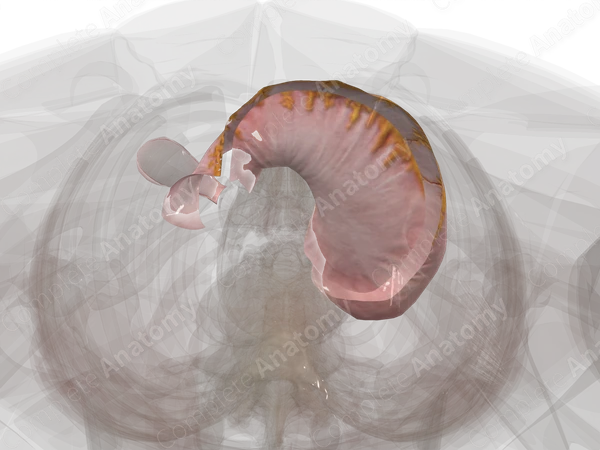 Visceral Peritoneum