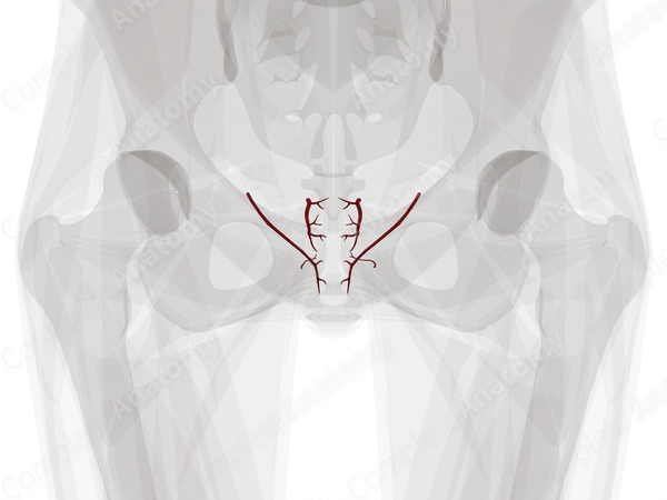 Arteries of Vagina