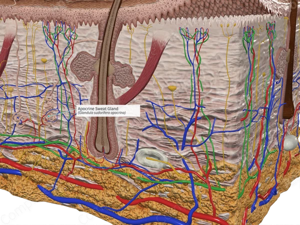 Apocrine Sweat Gland | Complete Anatomy