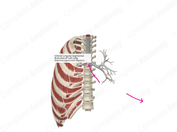 Inferior Lingular Segmental Bronchus of Left Lung