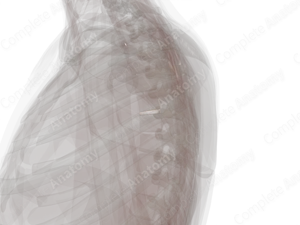 Intervertebral Disc (T5-T6)