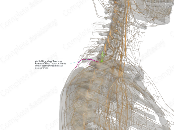 Medial Branch of Posterior Ramus of First Thoracic Nerve (Right)