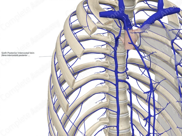 Sixth Posterior Intercostal Vein